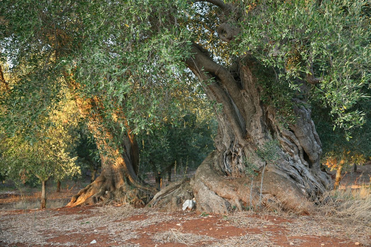 Masseria Montecchie Ceglie Messapica Ngoại thất bức ảnh