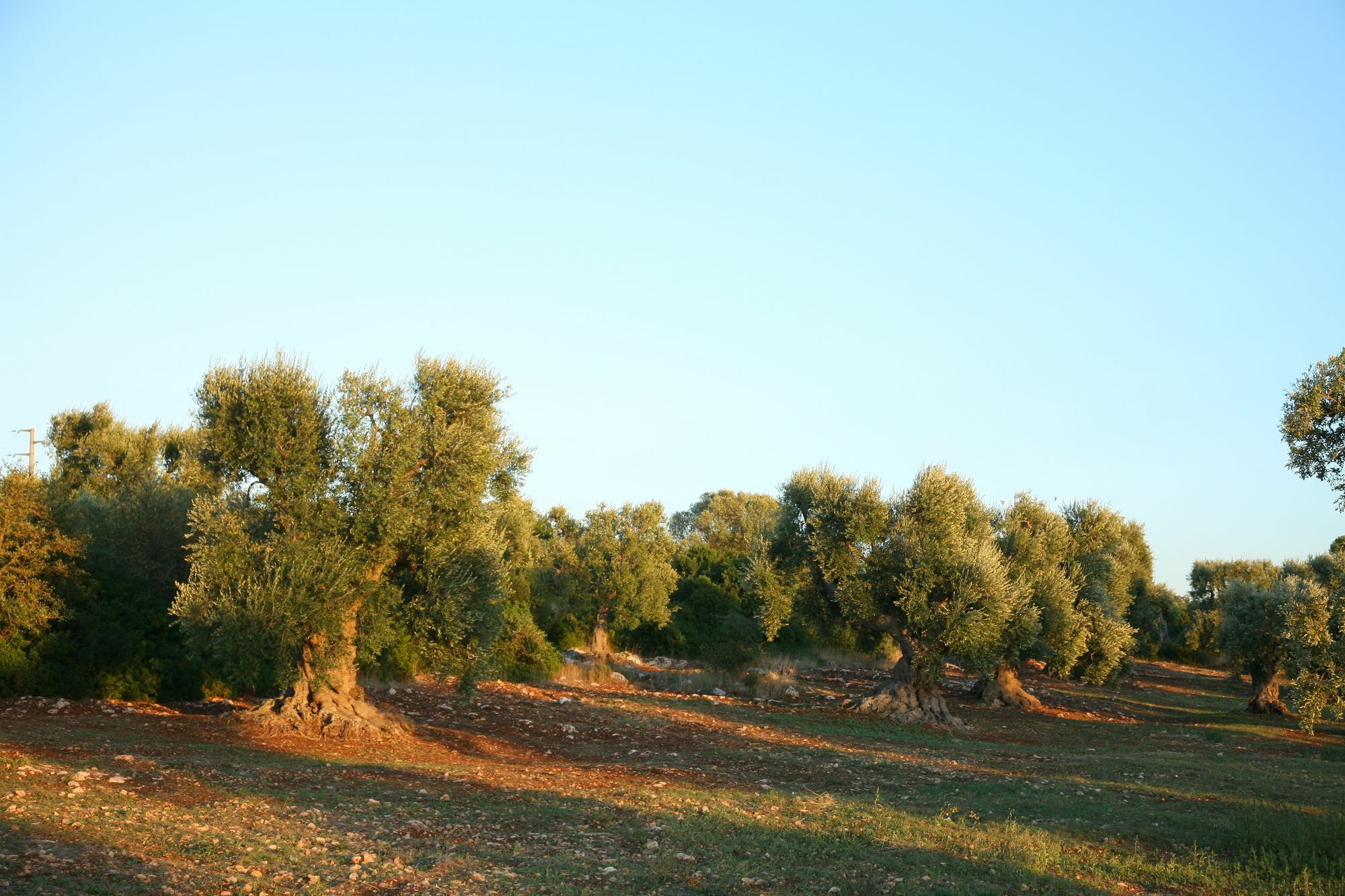 Masseria Montecchie Ceglie Messapica Ngoại thất bức ảnh